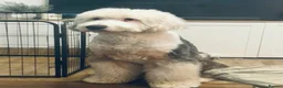 Old English Sheepdog dogs for sale: Old English sheepdog pups due September!  - Advert 4