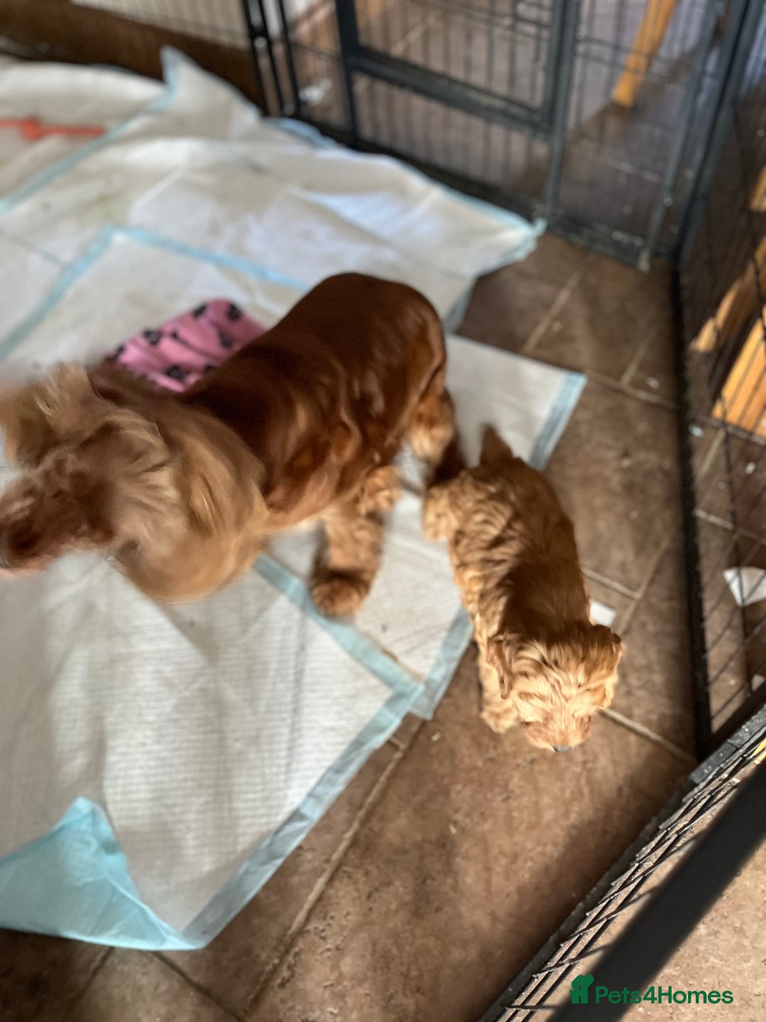 Cockapoo dogs for sale: Beautiful cockapoo girl puppy  - Image 8