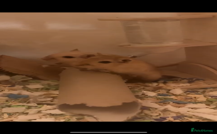Gerbil rodents - Advert 3