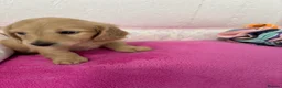 Miniature Dachshund dogs for sale: KC Miniature Long Haired English Cream Dachshunds  - Advert 13