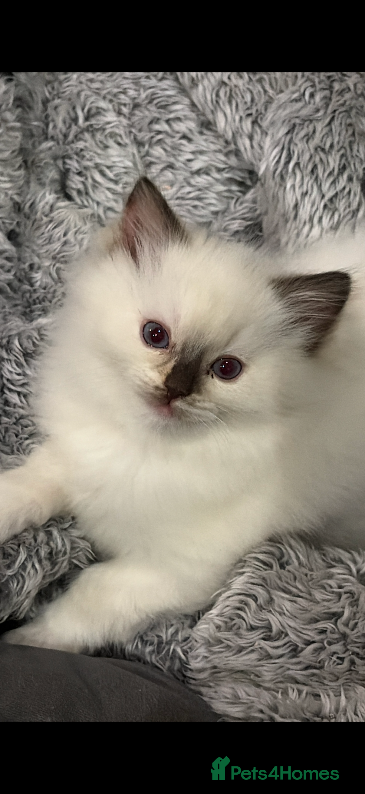 Ragdoll cats GCCF REG RAGDOLL KITTENS - Advert 2