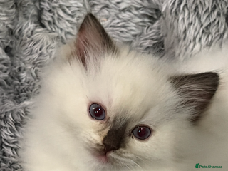 Ragdoll cats GCCF REG RAGDOLL KITTENS - Advert 2