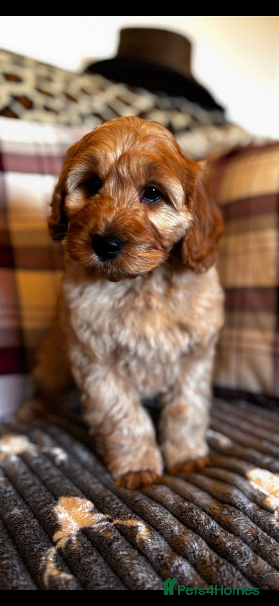 Cockapoo dogs F1 Golden Sable Cockapoo 5 star health tested  - Advert 11