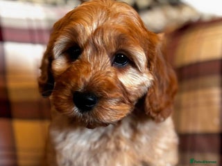 Cockapoo dogs F1 Golden Sable Cockapoo 5 star health tested - Advert 11