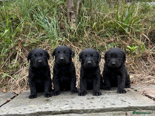 Labrador Retriever dogs - Advert 33