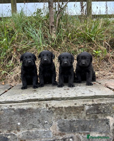 Labrador Retriever dogs - Advert 13