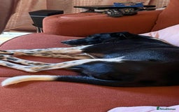 Mixed Breed dogs for adoption: Sergio the rescue dog sweetheart, in Liverpool - Image 8