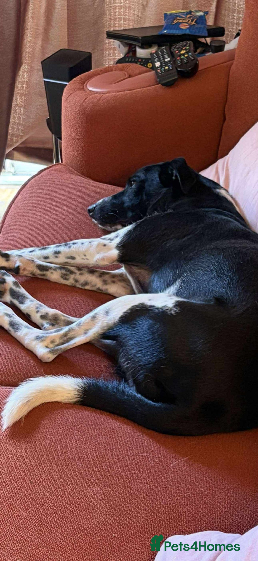 Mixed Breed dogs for adoption: Sergio the rescue dog sweetheart, in Liverpool - Image 8