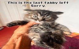 Persian cats for sale: only 1 tabby left and all gone sorry!. in Saint Helens - Image 1