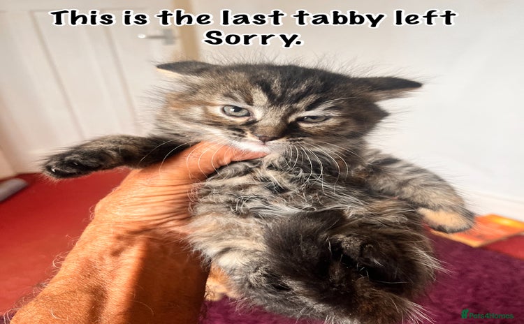 Persian cats in Saint Helens - Advert 6