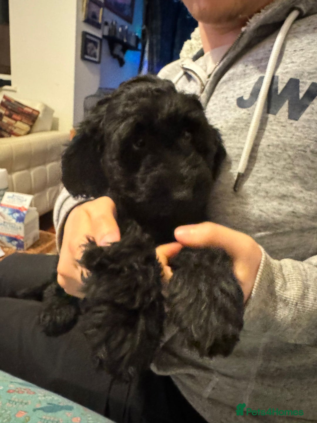 Sproodle dogs for sale: Springer×poodle  puppies  - Advert 4
