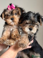 Yorkshire Terrier dogs - Advert 8
