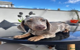 Miniature Dachshund dogs for sale: Last boy - Miniature long hair dachshund 🤍 - Image 4