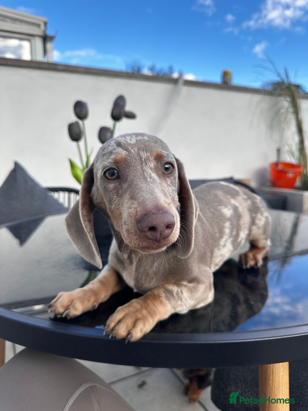 Miniature Dachshund dogs for sale: Last boy - Miniature long hair dachshund 🤍 - Image 4