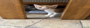 Ginger and white male
