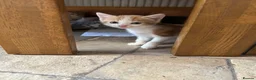 Mixed Breed cats for sale: Adorable farm kittens - Advert 11