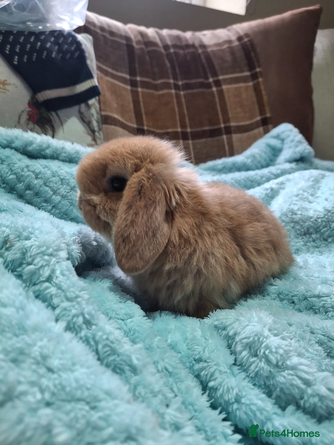 Mini Lop rabbits for sale: Stunning lop eared  - Advert 2