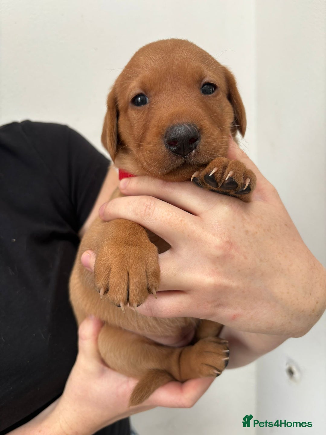 Labrador Retriever dogs for sale: KC Reg Fox red labrador litter of 6 dogs 4 bitches - Advert 27