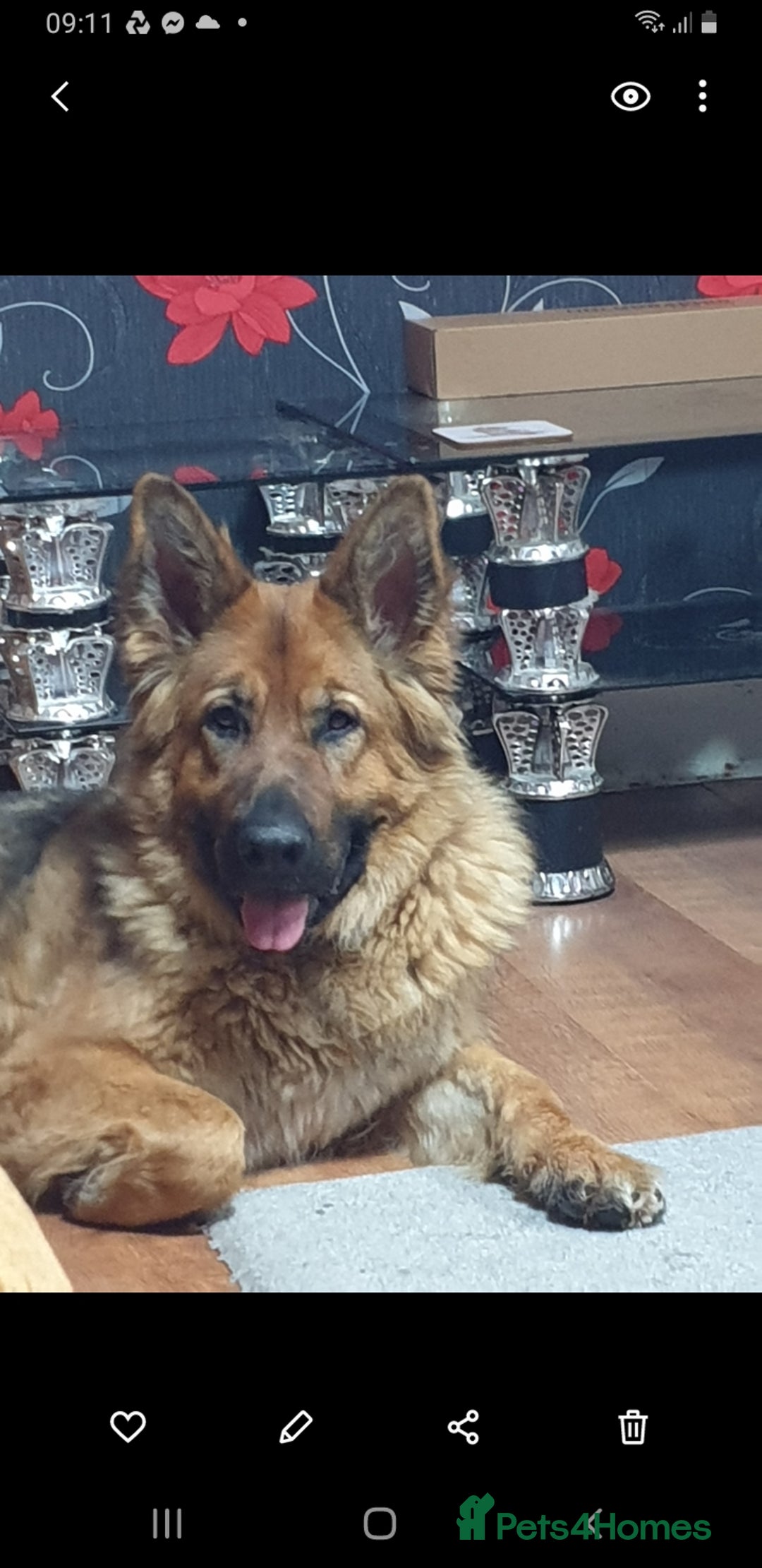 German Shepherd dogs for sale: FEMALE GERMAN SHEPHERD  - Advert 4