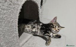 Bengal cats for sale: Bengal Mix - Advert 9
