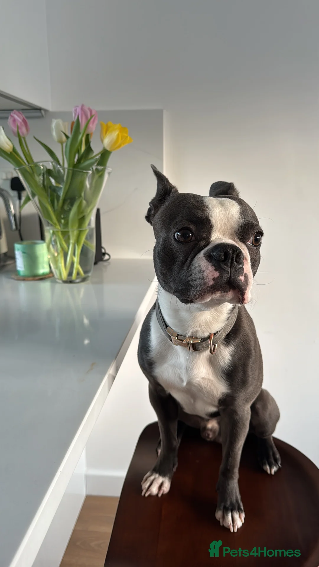 Boston Terrier dogs for stud: Boston terrier for stud blue&white proven KC regis in Wantage - Advert 18