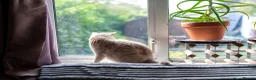 Scottish Fold cats for sale: 🐾 Stunning Golden ScottishFold&Straight Kittens🐾 in Southampton - Advert 6