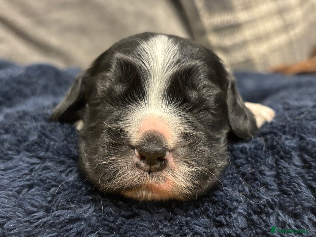 Cocker Spaniel dogs for sale: Show cocker spaniel puppies  - Advert 13