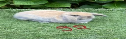 Mini Lop rabbits for sale: Pure bred mini lops baby rabbits  - Advert 13