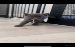 British Shorthair cats for sale: BEAUTIFUL BSH MALE KITTENS READY NOW🐾✨ - Image 8
