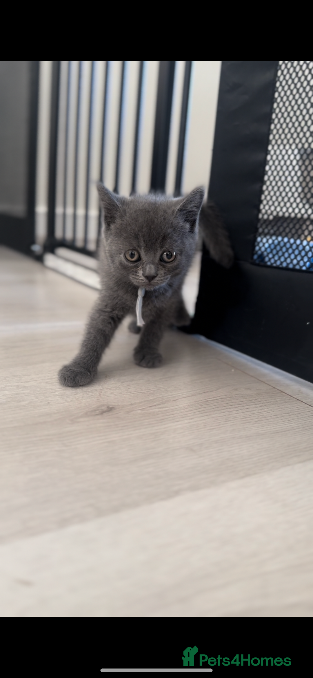 British Shorthair cats for sale: BEAUTIFUL BSH MALE KITTENS READY NOW🐾✨ - Image 8