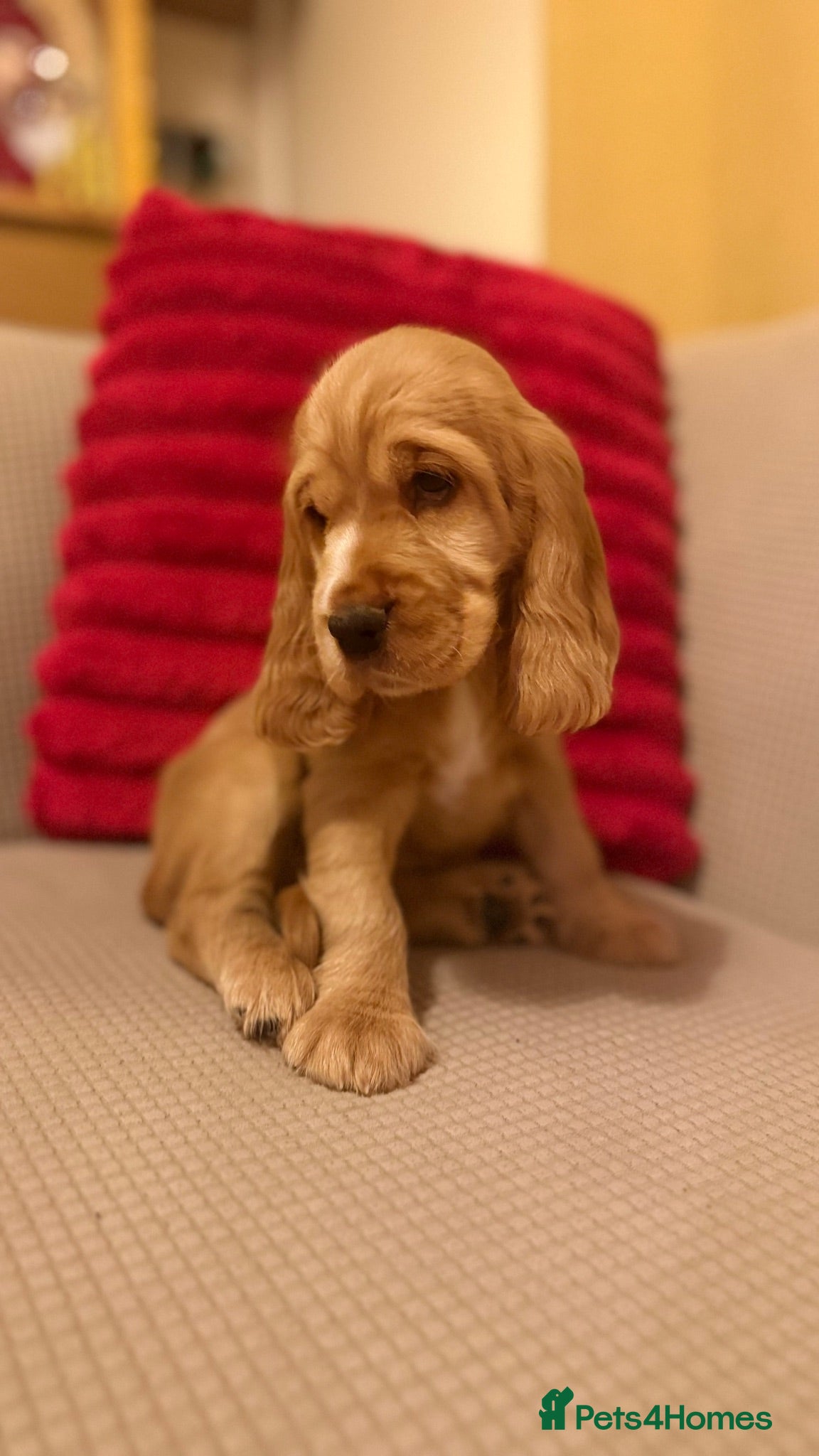 Cocker Spaniel dogs 🌟🌟🌟Beautiful English Gold Show Cocker Spaniel  - Advert 1