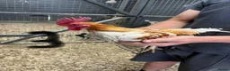 Chickens poultry for sale: Old English game cockerels  in Newmarket - Advert 3