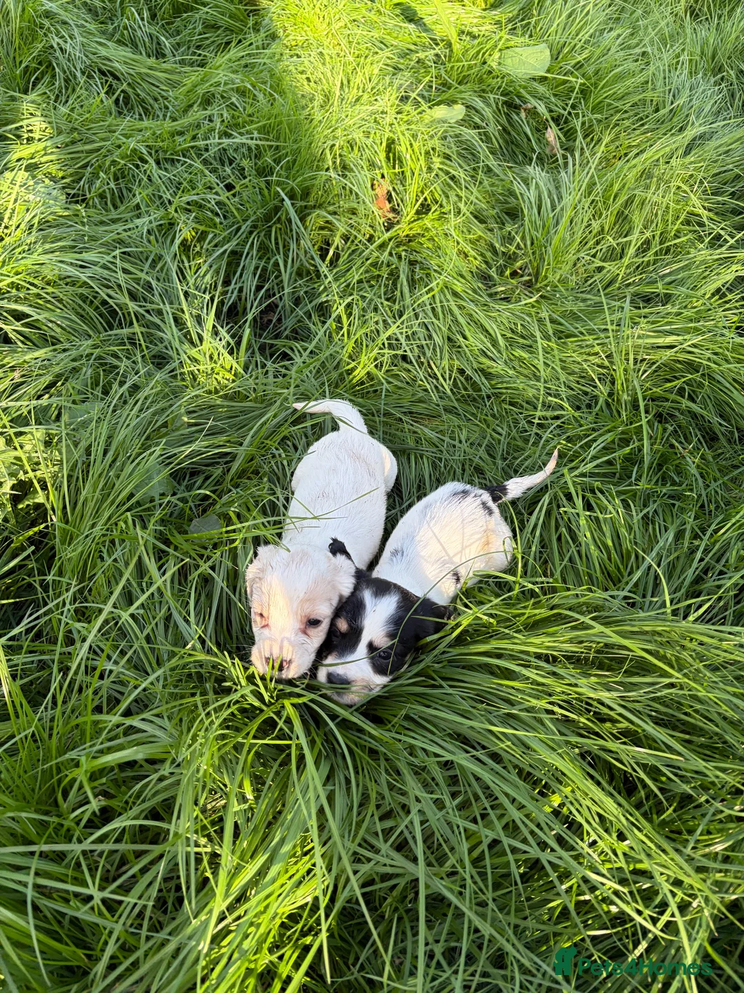 Cocker Spaniel dogs for sale: Beautiful cocker spaniel puppies  - Advert 2