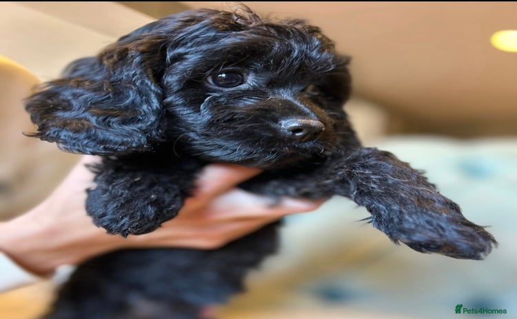 Cavapoo dogs - Advert 4