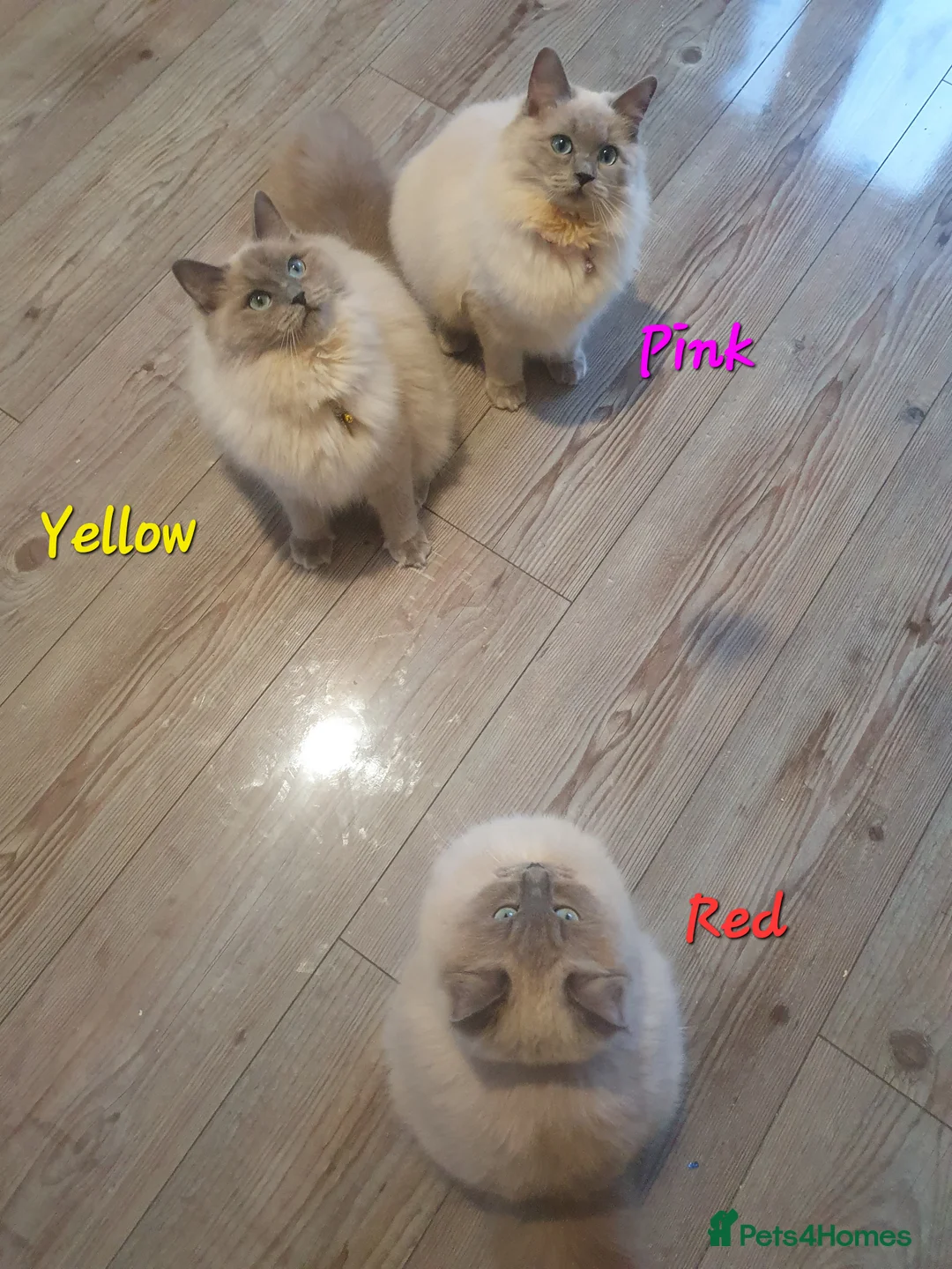 Ragdoll cats for sale: Sweet&Playful ragdolls - Advert 32