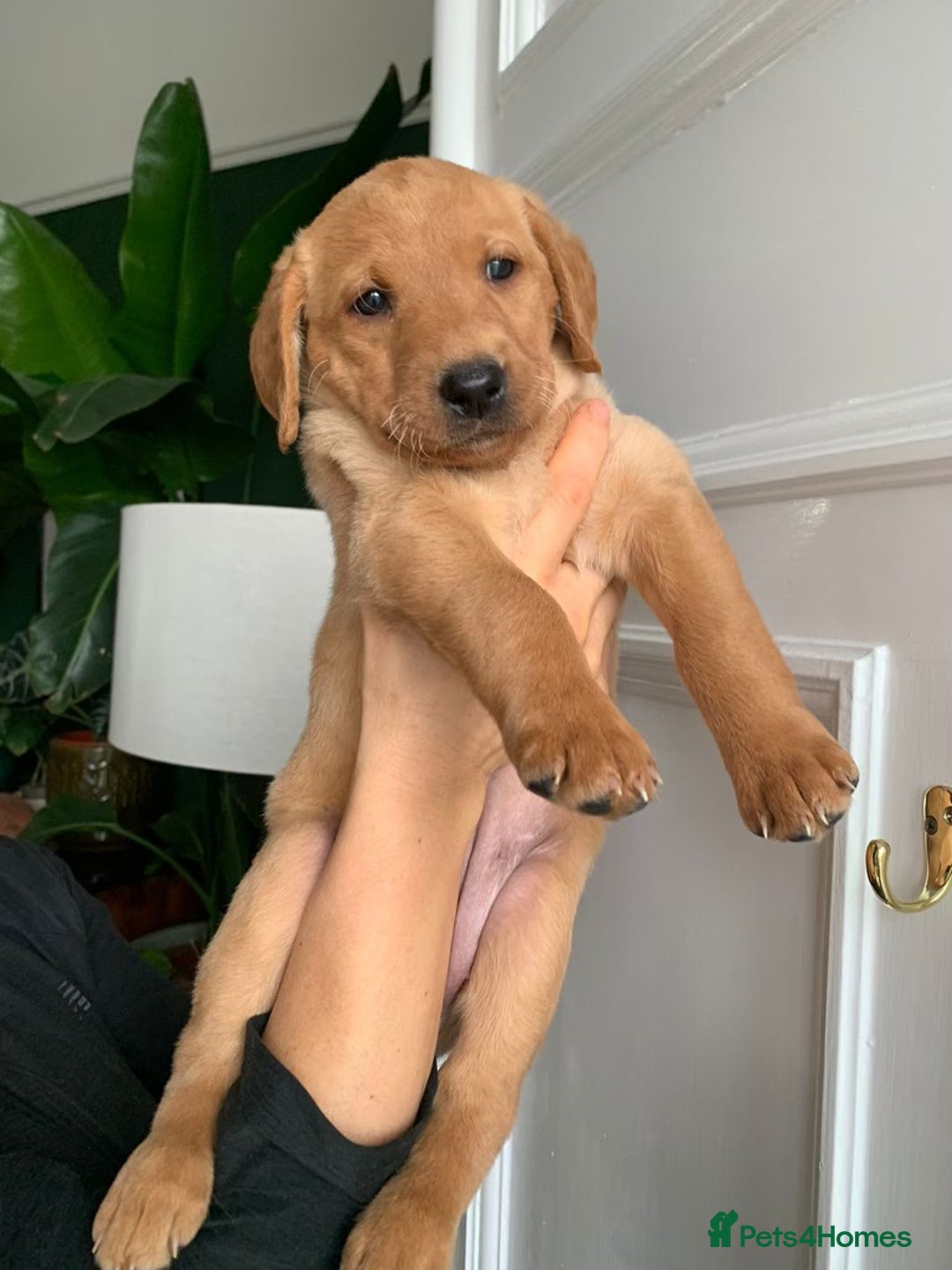 Labrador Retriever dogs for sale: Beautiful Kc registered Royal bloodline Labrador  - Advert 3