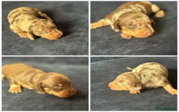 Miniature Dachshund dogs for sale: Miniature dachshund puppies  - Image 2