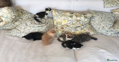 Mixed Breed cats - Advert 5