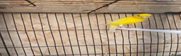 Canaries birds for sale: Sattinet and irish fancy in Wolverhampton - Advert 4