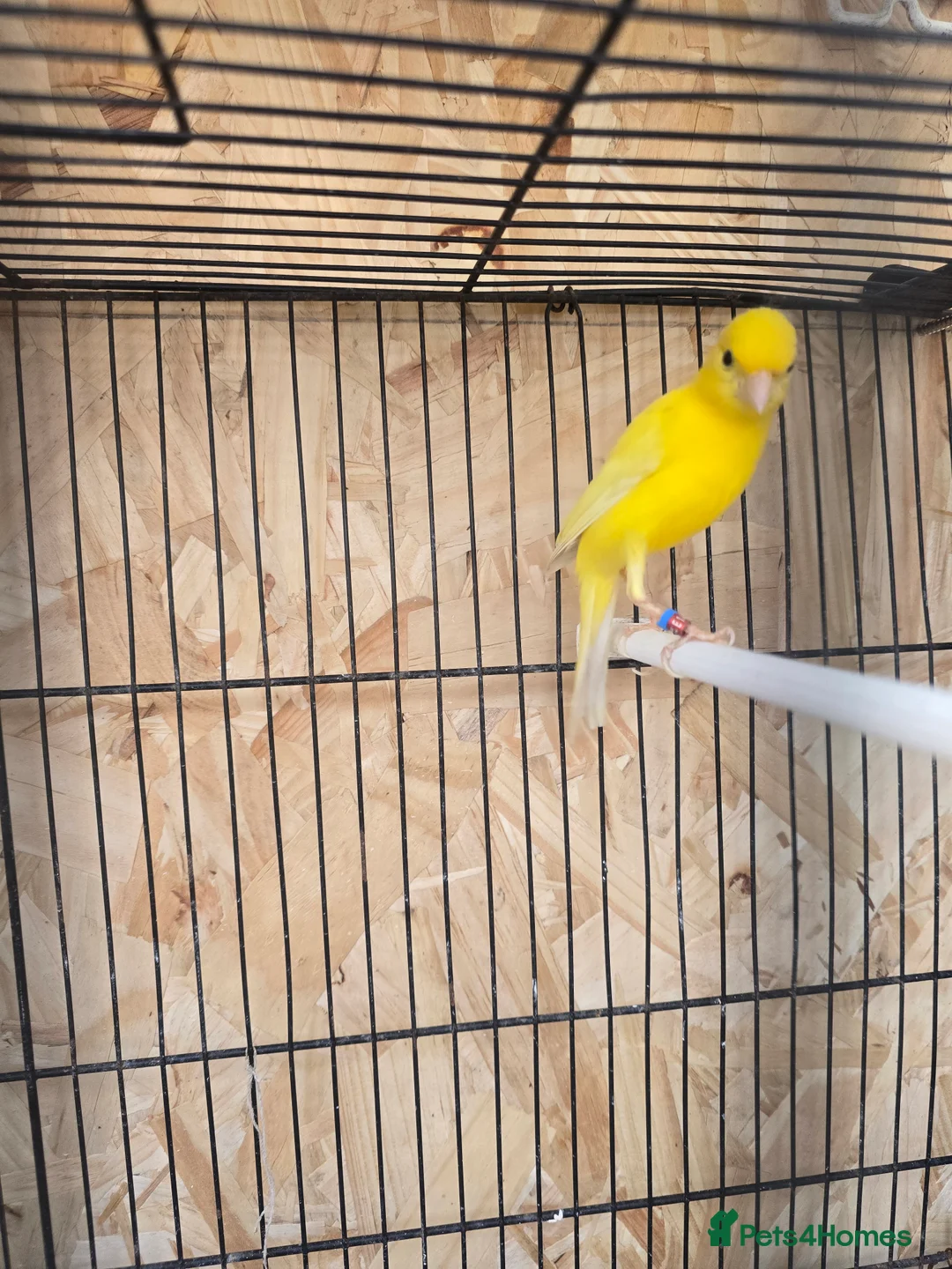 Canaries birds for sale: Sattinet and irish fancy in Wolverhampton - Advert 4