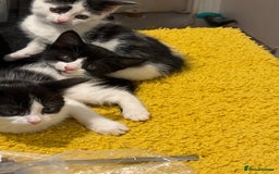 Domestic Shorthair cats for sale: Two beautiful kittens left - Image 3