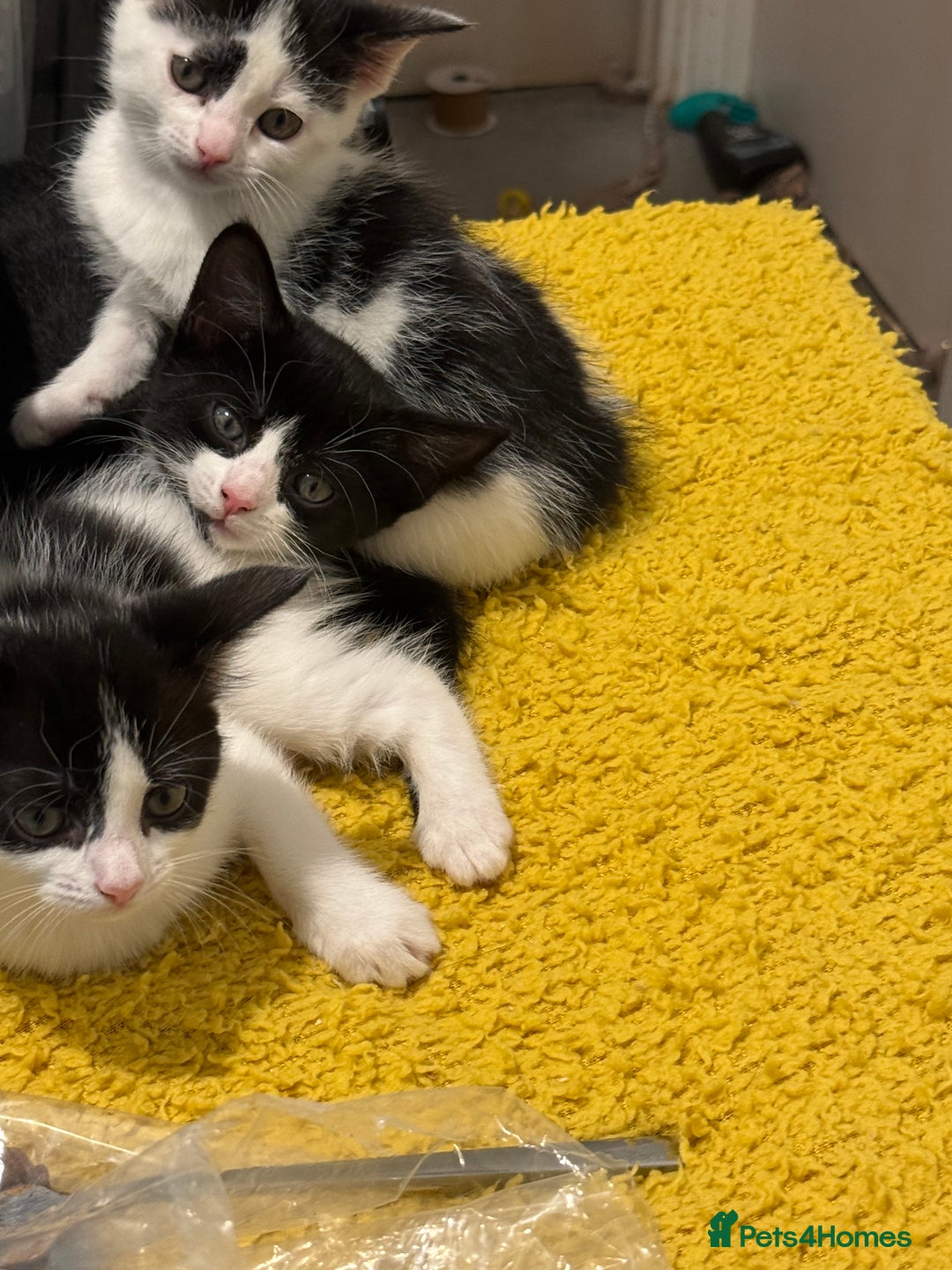 Domestic Shorthair cats for sale: Two beautiful kittens left - Image 3