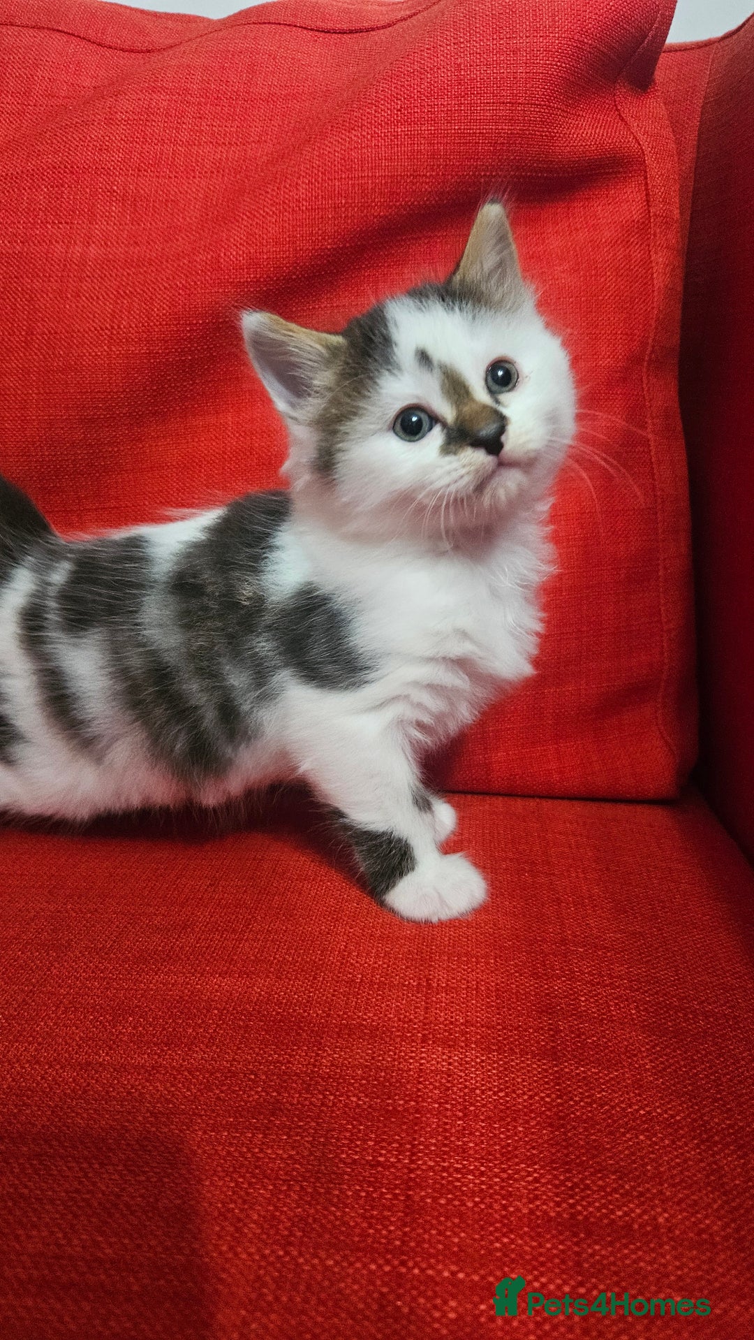 Domestic Shorthair cats for sale: Male and female  - Image 16