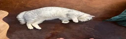 British Shorthair cats for stud: 🌟 British Shorthair Chinchilla GCCF Champion 🌟 - Advert 5