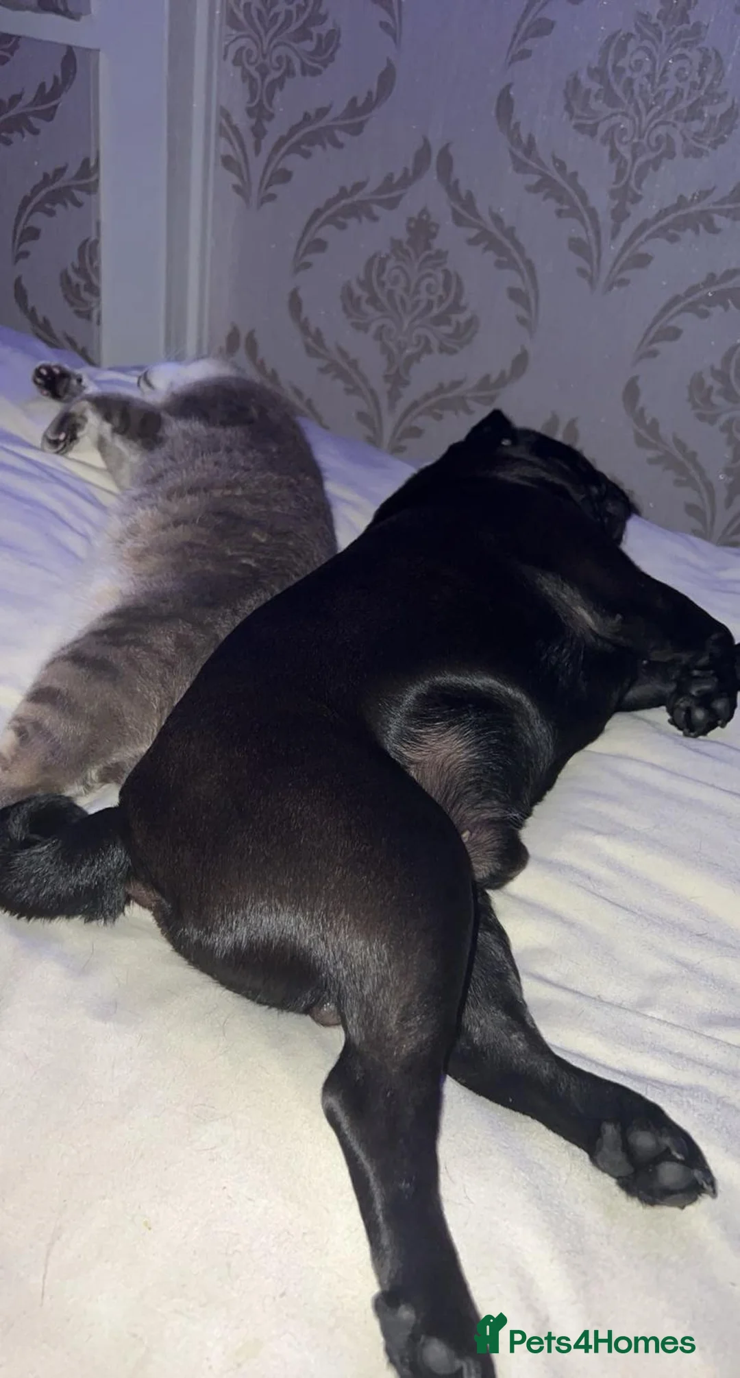 Mixed Breed cats for sale: Pebbles  - Advert 4