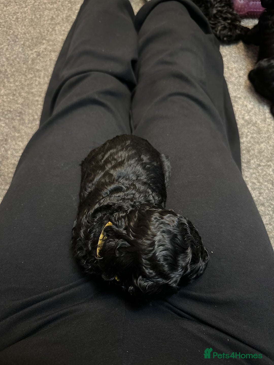 Cockapoo dogs for sale: 🐾 only one girl left F2 Cockapoo Puppies 🐾 - Advert 9