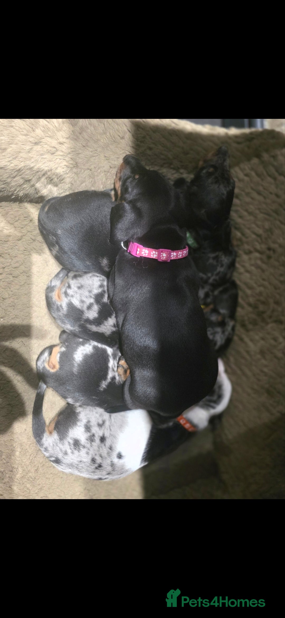 Dachshund dogs for sale: Beautifull puppies  - Advert 3