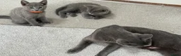 Russian Blue cats for sale: Beautiful Russian Blue Kittens - Advert 23