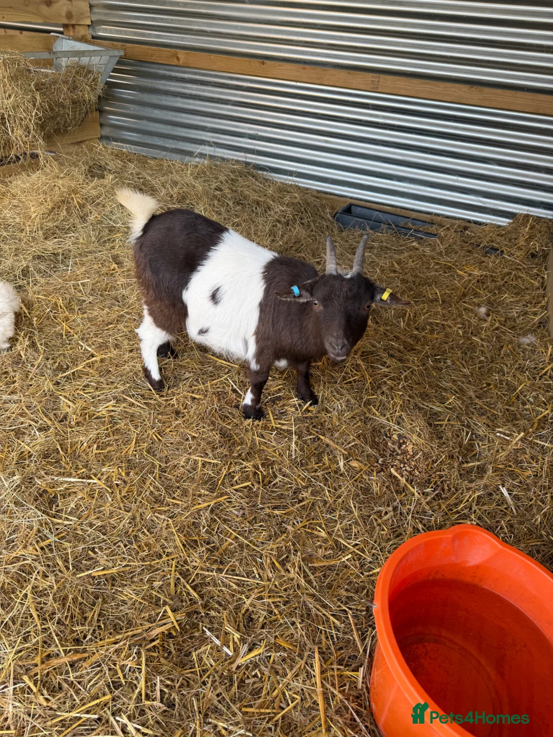 Goats livestock for sale: Pygmy goat nannie  - Advert 2