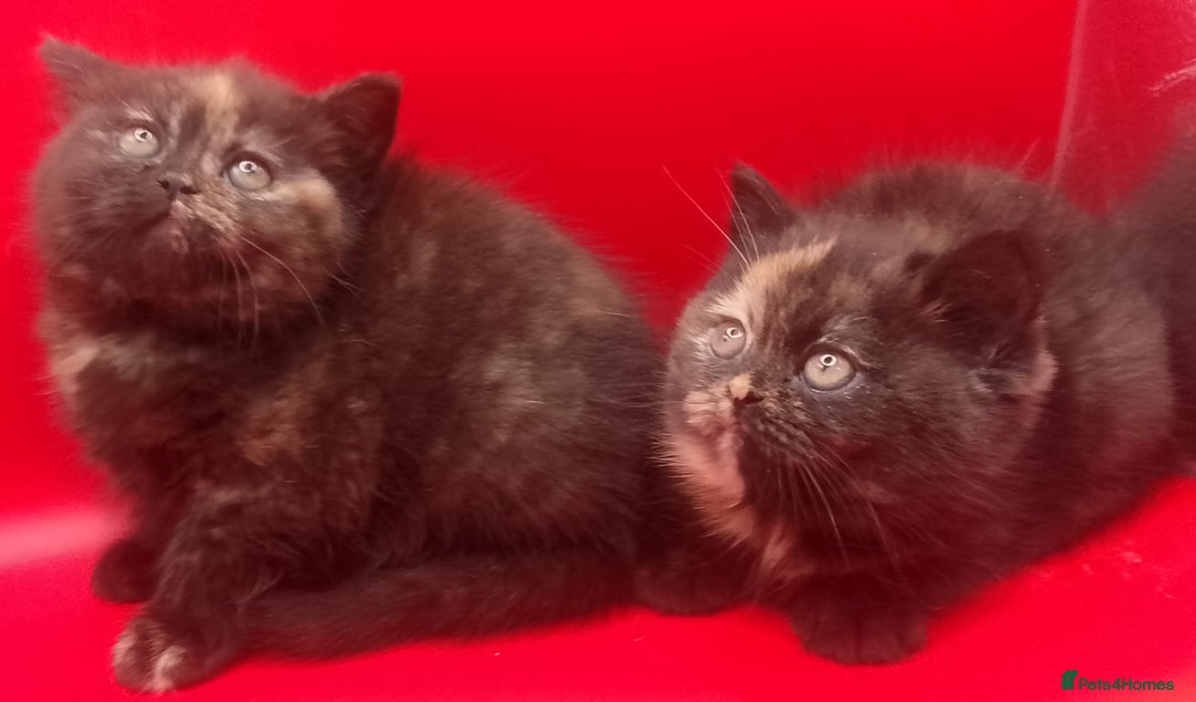 British Shorthair cats for sale: Beautiful  British Shorthair  - Advert 21